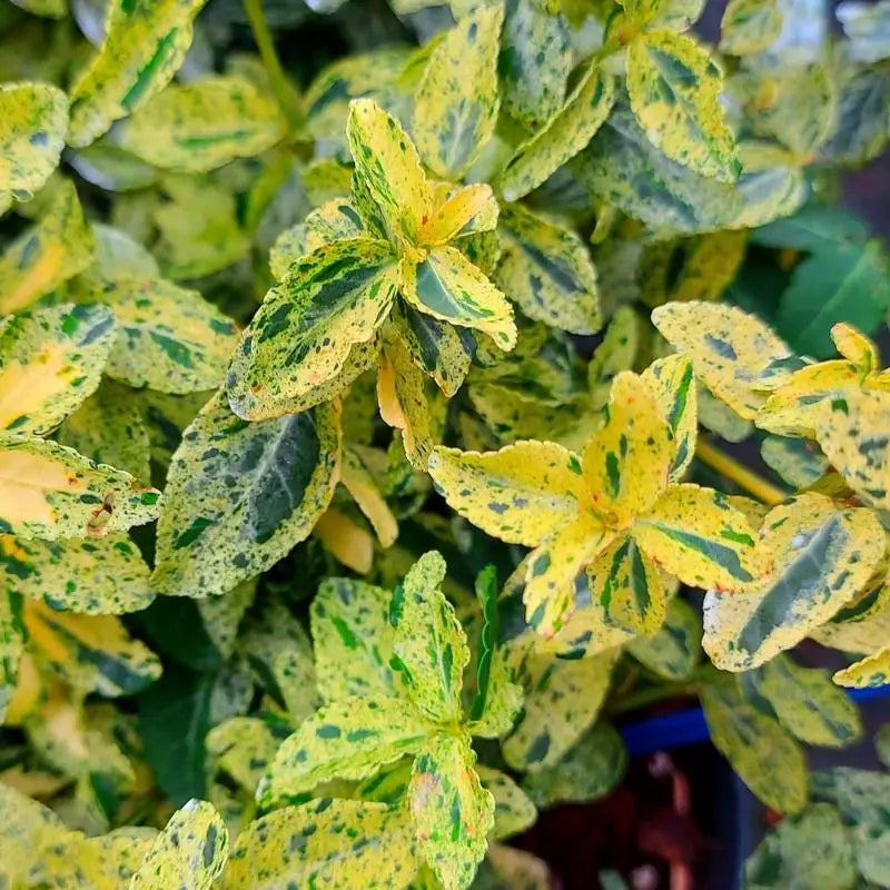 Euonymus Fortunei Golden Harlequin - Fusain de Fortune Golden Harlequin - Volume 3L / 20-30cm