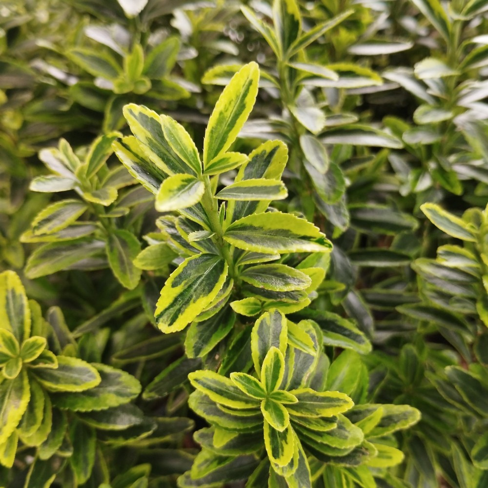 Euonymus Microphyllus Pulchellus - Fusain du Japon - Volume 3L / 20-30cm