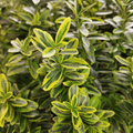 Euonymus Microphyllus Pulchellus - Fusain du Japon - Volume 3L / 20-30cm
