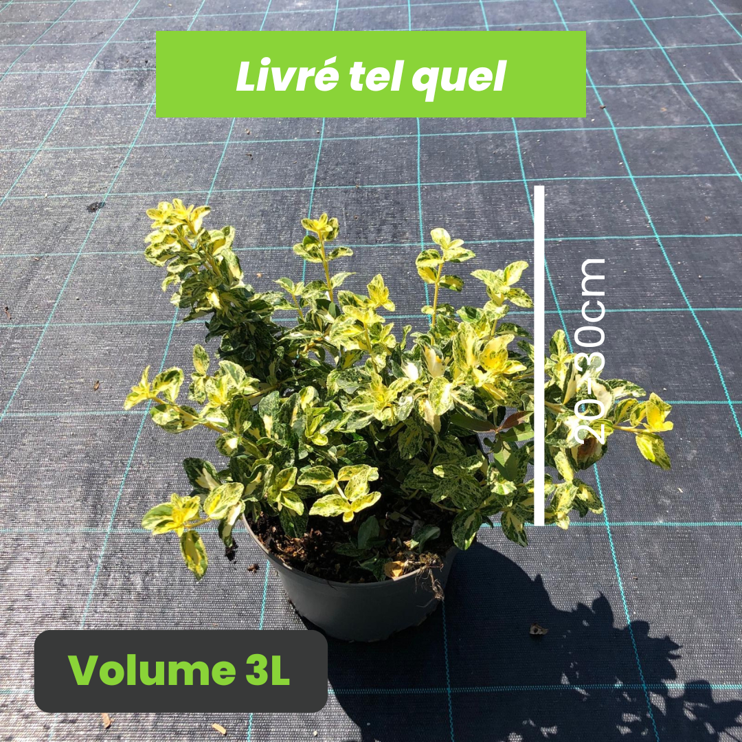Euonymus Fortunei Golden Harlequin - Fusain de Fortune Golden Harlequin - Volume 3L / 20-30cm