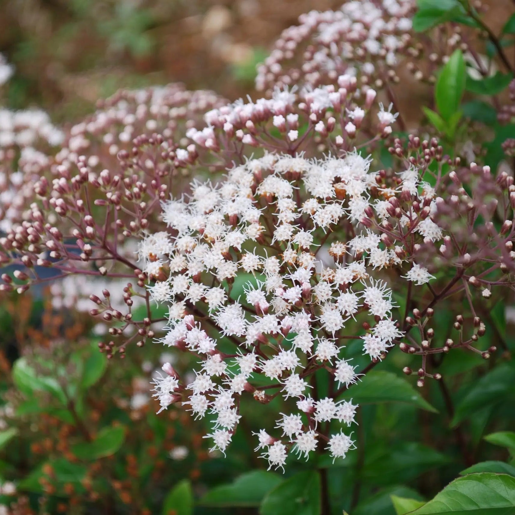 Eupatorium Micranthum - Eupatoire à petites fleurs - Volume 3L / 30-40cm