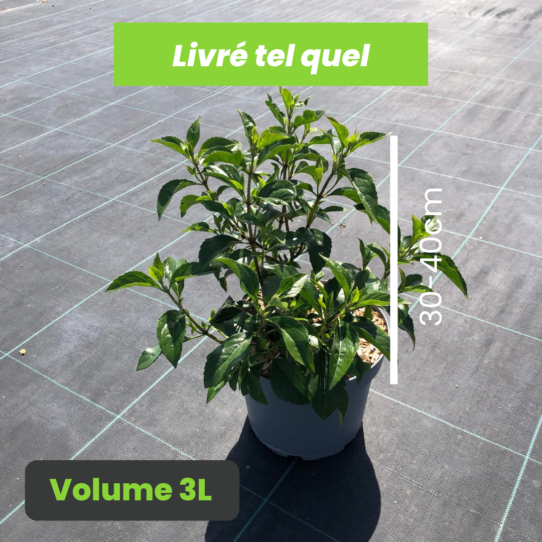 Eupatorium Micranthum - Eupatoire à petites fleurs - Volume 3L / 30-40cm