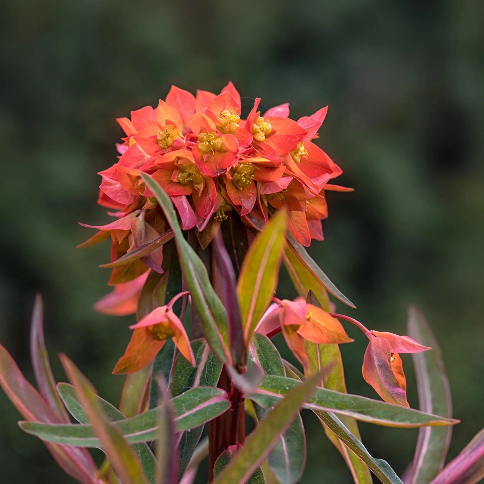 Euphorbia Griffithii Fireglow - Euphorbe Orange - Volume 3L / 20-30cm