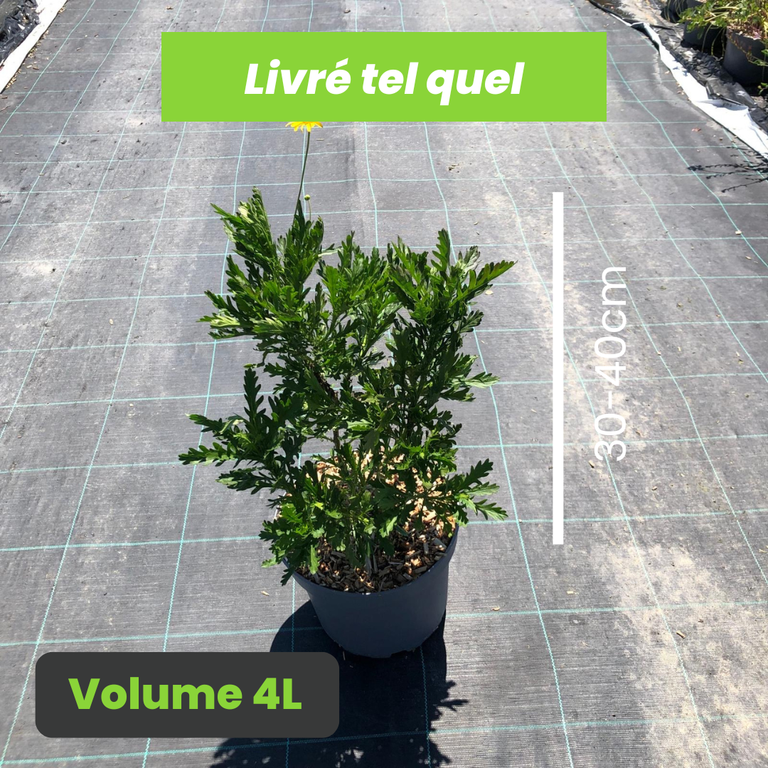 Euryops Chrysanthemoides - Marguerite Arbustive Jaune - Volume 4L / 30-40cm