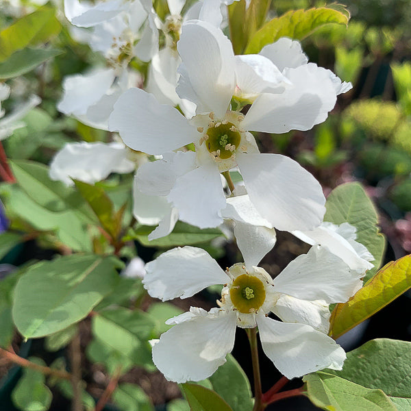 Exochorda Racemosa Blushing Pearl - Arbre aux perles - Volume 3L / 30-40cm