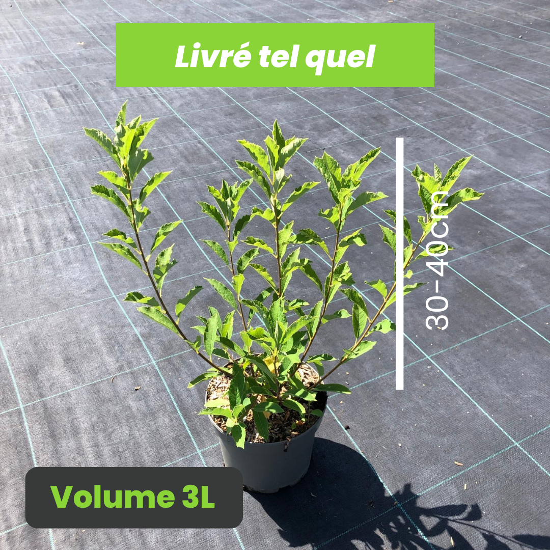 Exochorda Racemosa Blushing Pearl - Arbre aux perles - Volume 3L / 30-40cm