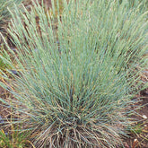 Festuca Glauca Azurit