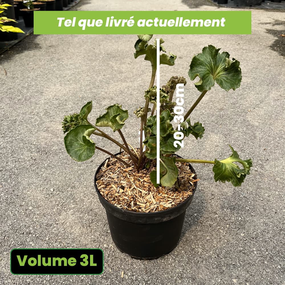 Farfugium Japonicum Wavy Gravy - Plante Panthère - Volume 3L / 20-30cm