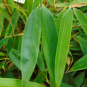 Fargesia Robusta Pingwu - Bambou non traçant