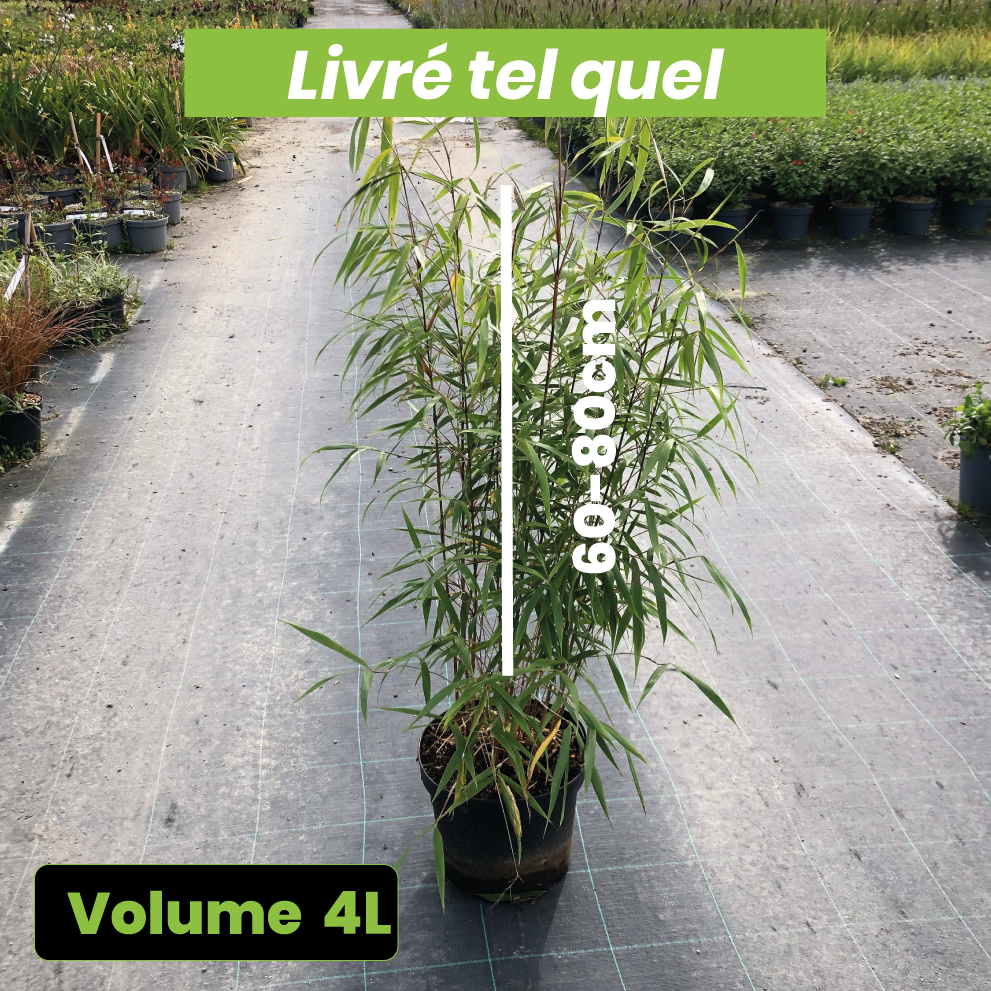 Fargesia Rufa - Volume 4L / 60-80cm