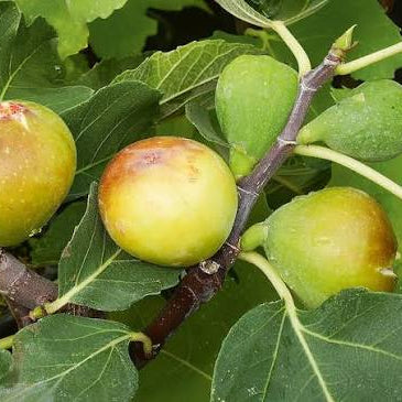 Ficus Carica Goutte d'Or - Figuier Goutte d'Or - Volume 3L / 30-40cm