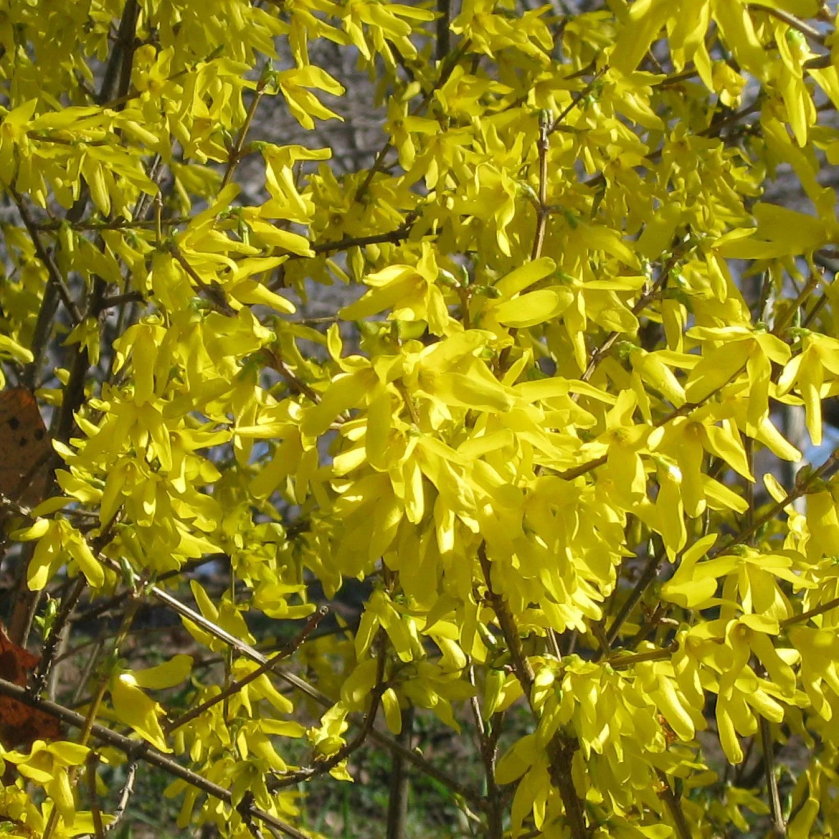 Forsythia x Intermedia Nimbus - Mimosa de Paris nain - Volume 3L / 30-40cm