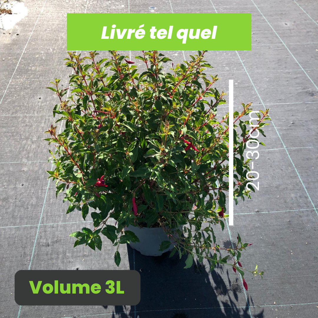 Fuchsia Magellanica Gracilis - Fuchsia de Magellan - Volume 3L / 20-30cm