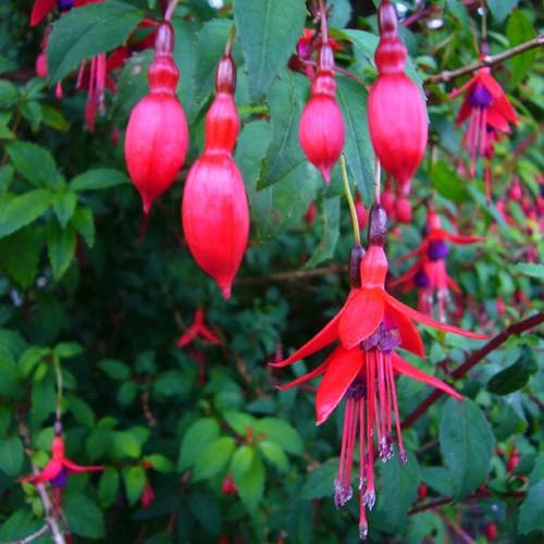 Fuchsia Riccartonii - Fuchsia de Magellan - Volume 3L / 20-30cm