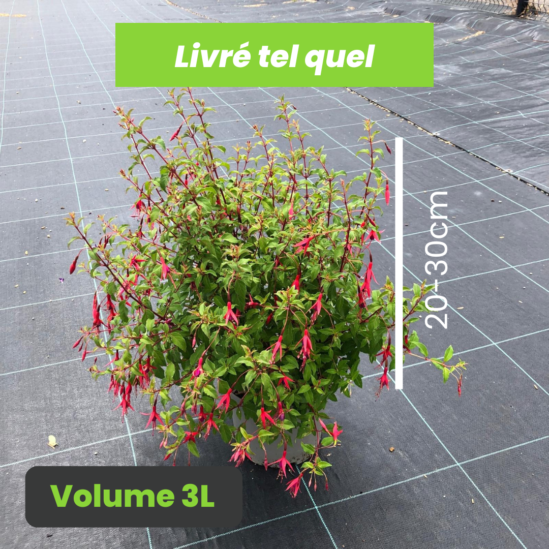 Fuchsia Riccartonii - Fuchsia de Magellan - Volume 3L / 20-30cm