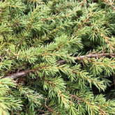Juniperus Communis Green Carpet - Genévrier Commun