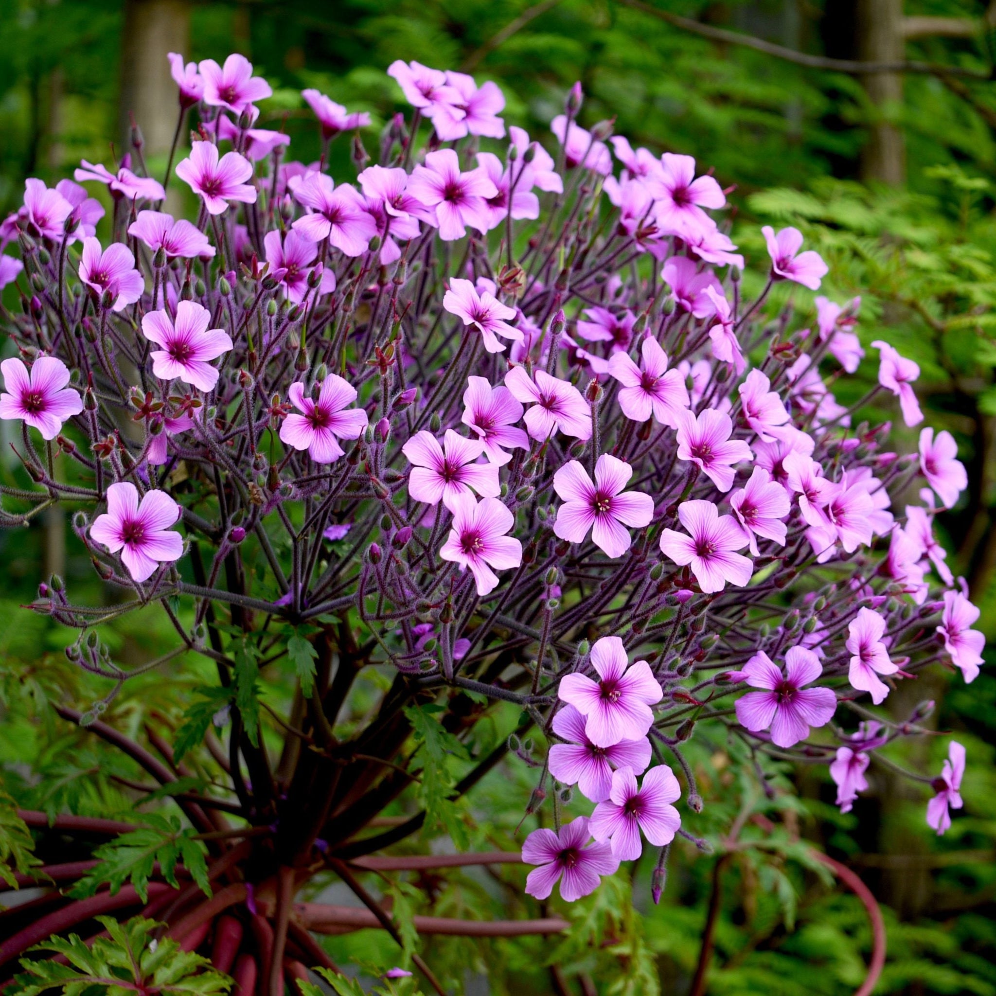Geranium Maderense - Géranium de Madère - Volume 3L / 20-30cm