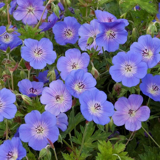 Geranium Rozanne - Vivace au port rampant et fleurs mauves