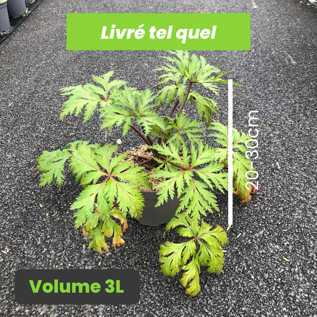 Geranium Maderense - Géranium de Madère - Volume 3L / 20-30cm