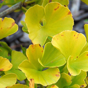 Ginkgo Biloba 'Mariken' - Arbre aux quarantes écus