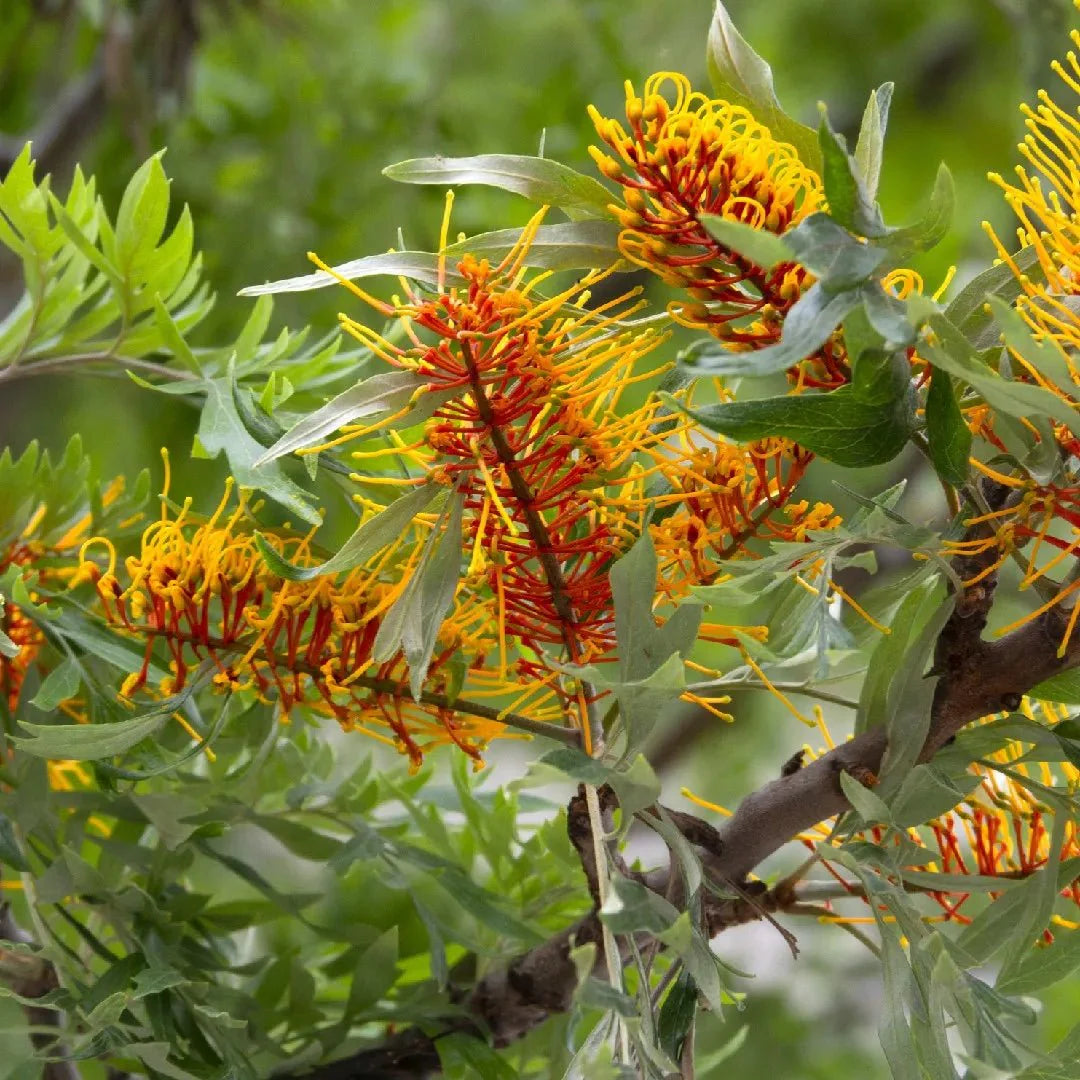 Grevillea robusta - Chêne soyeux d'Australie - Volume 3L / 40-60cm