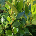 Griselinia Littoralis - Griseline du littoral - Volume 3l / 30-50cm