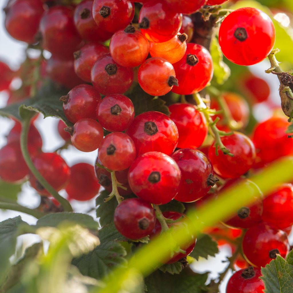 Ribes Rubrum Versaillaise Rouge - Groseillier à grappes rouges - Volume 4L / 40-60cm