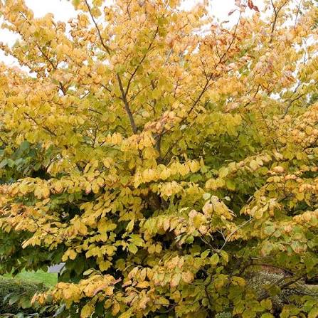 Hamamelis Virginiana - Hamamélis de Virginie - Volume 3L / 30-40cm
