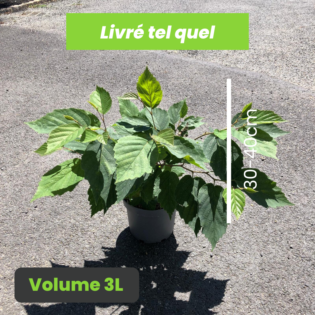 Hamamelis Virginiana - Hamamélis de Virginie - Volume 3L / 30-40cm