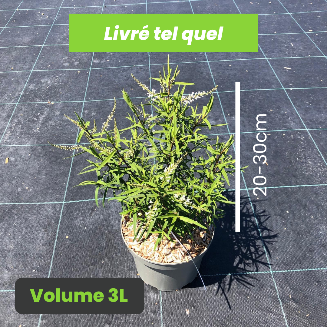 Hebe microphylla - Véronique arbustive à petites feuilles - Volume 3L / 20-30cm