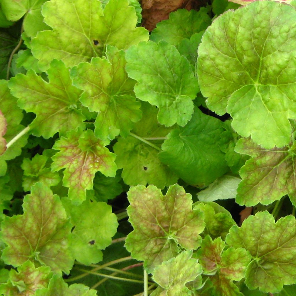 Heuchera Miracle