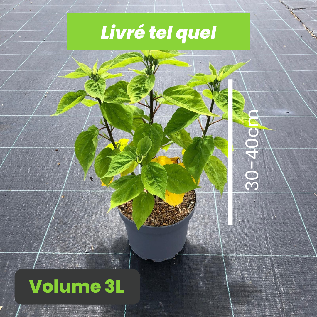 Hibiscus Moscheutos Blanc Coeur Rouge - Volume 3L / 30-40cm