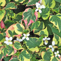 Houttuynia Cordata "Flame" - Volume 3L / 10-20cm