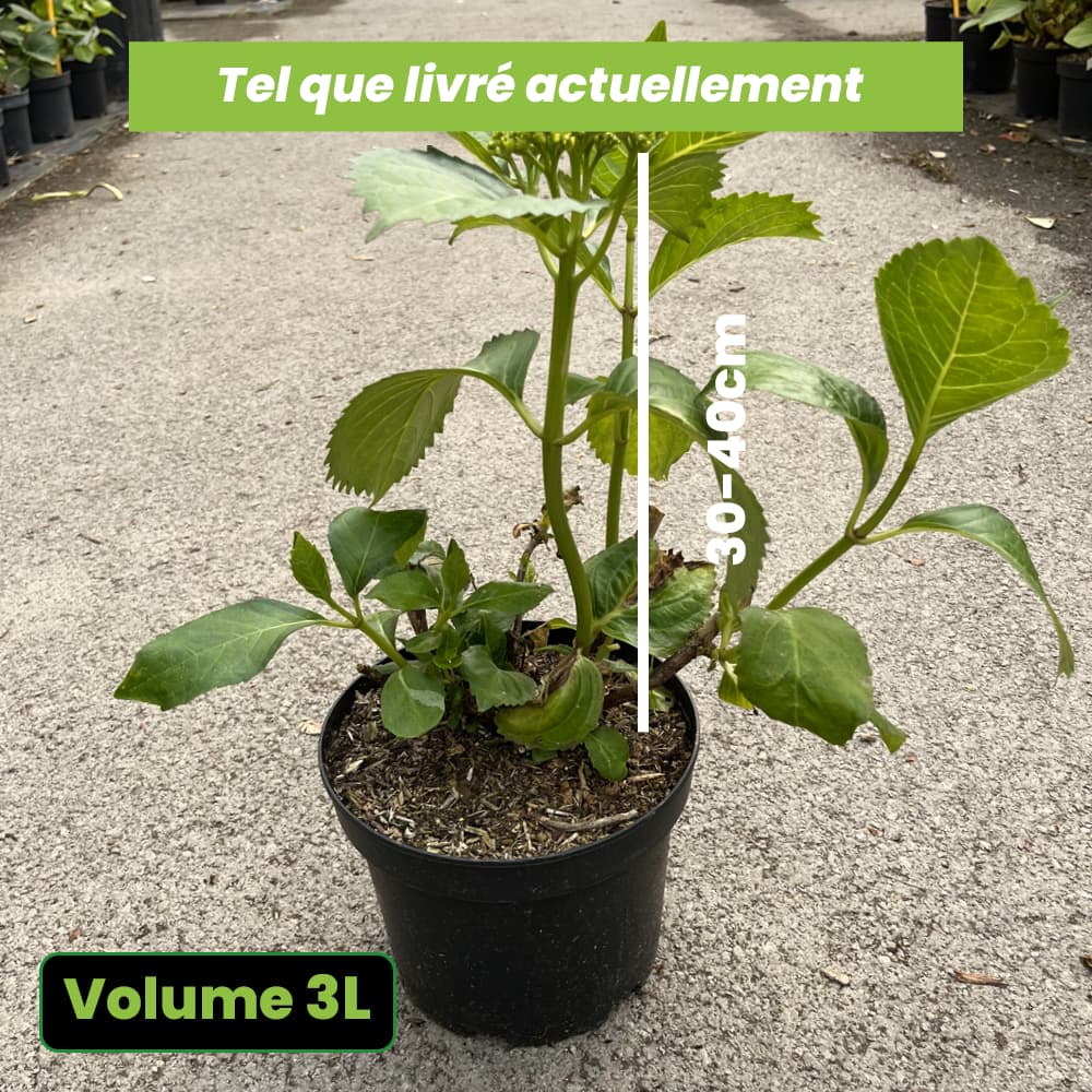 Hydrangea macrophylla Soeur Therese - Volume 3L / 30-40cm