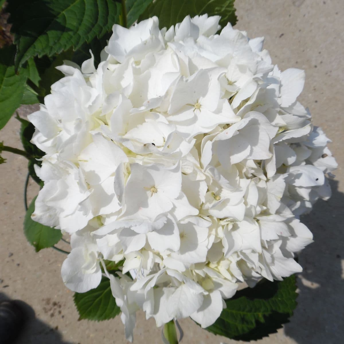 Hydrangea macrophylla Soeur Therese - Volume 3L / 30-40cm