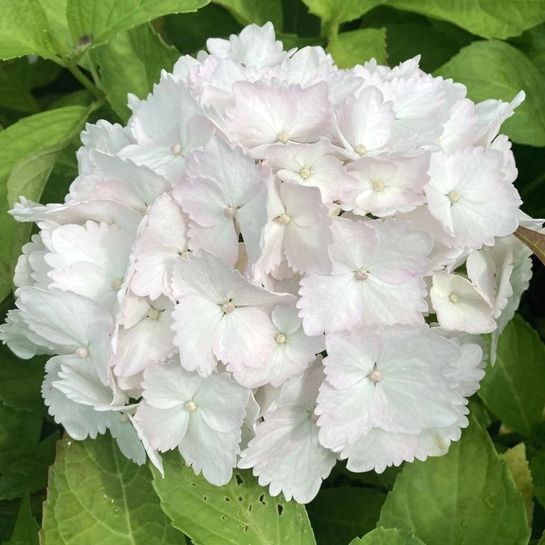 Hydrangea Macrophylla 'Mme Mouillère' - Volume 3L / 20-30cm