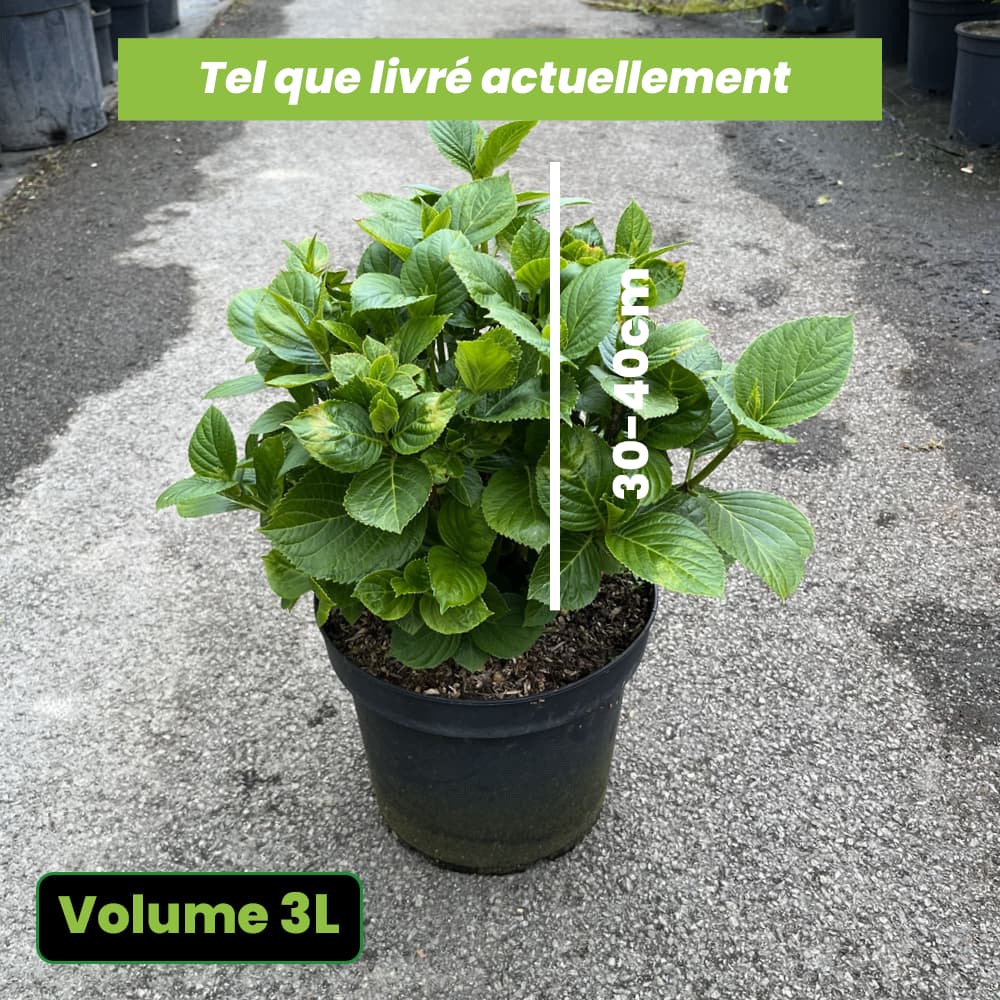 Hydrangea macrophylla blaumeise - Volume 3L / 30-40cm