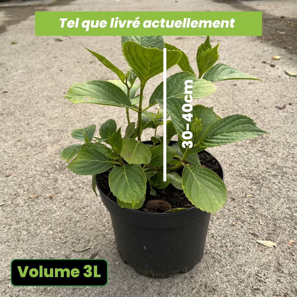 Hydrangea macrophylla mathilda gutges - Volume 3L / 30-40cm