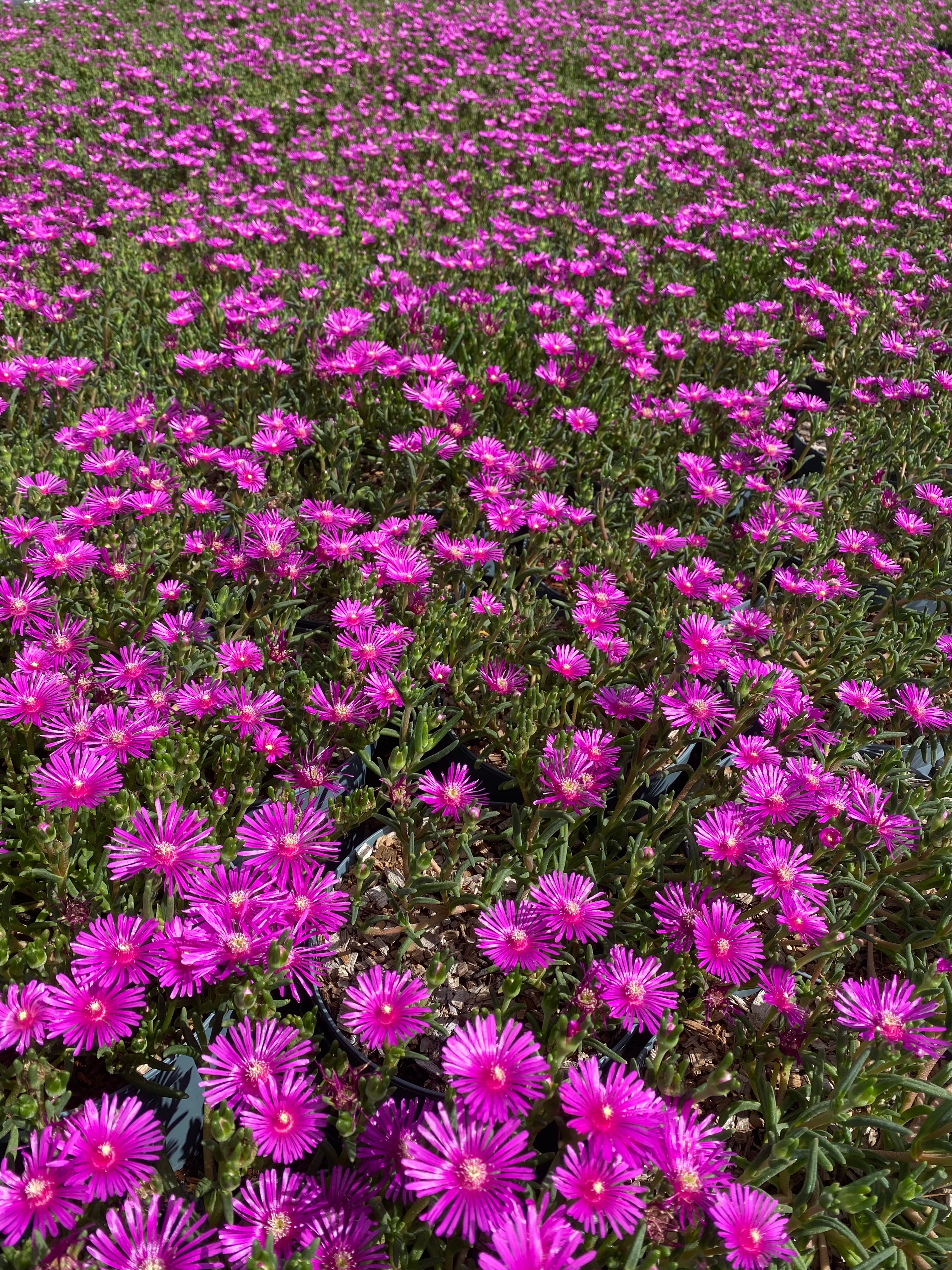 Delosperma Cooperi - Pourpier de Cooper - Volume 3L / 30-40cm