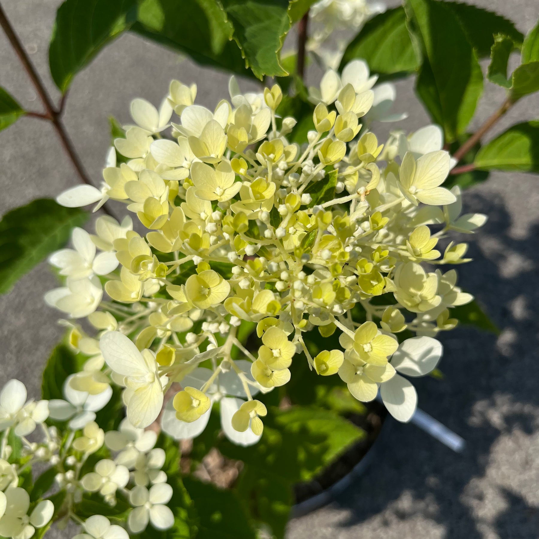 Hydrangea Paniculata Phantom - Hortensia Paniculé