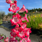 Penstemon Adrien Regnier - Galane