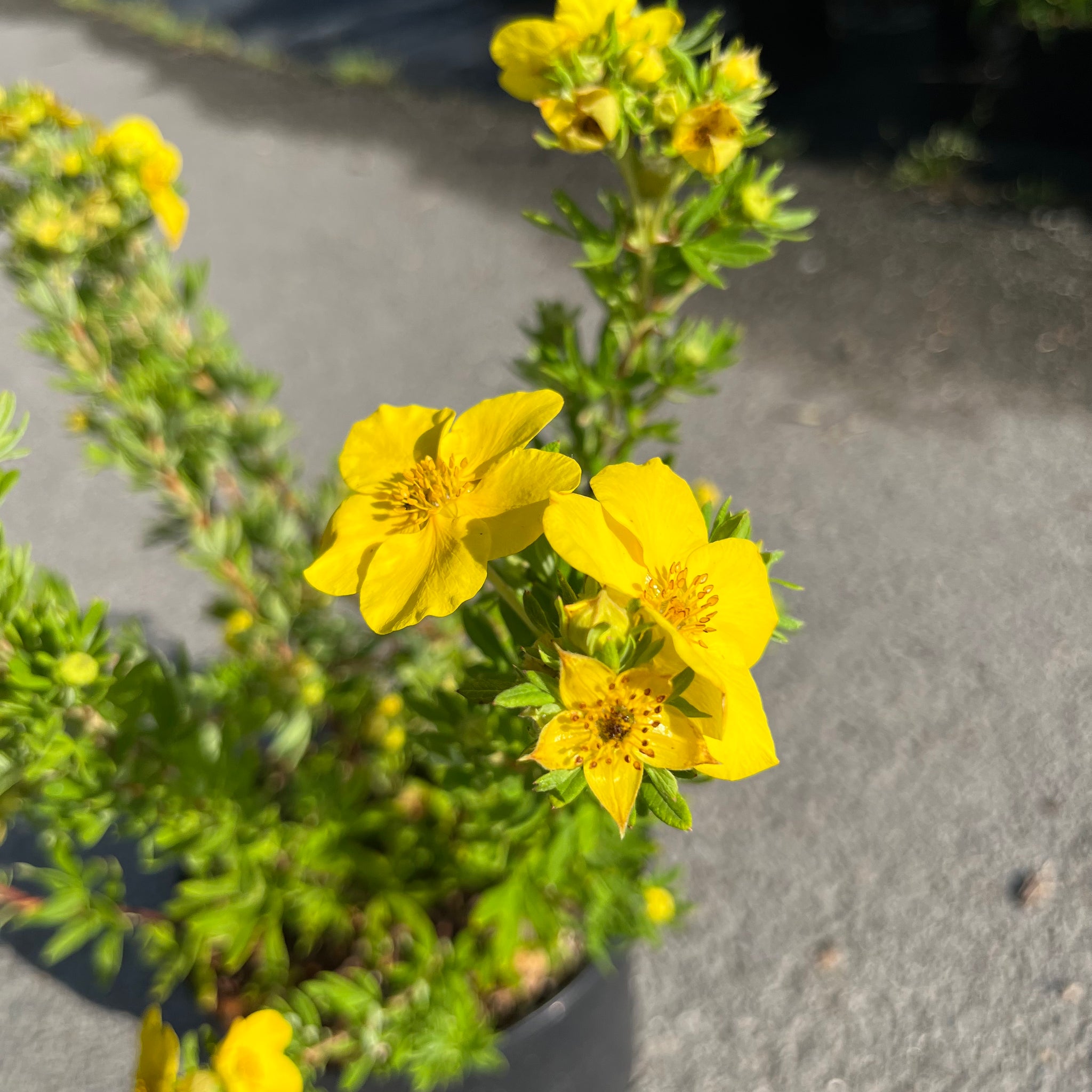 Potentilla X Goldfinger Potentille Arbustive Jaune potentilla-x-goldfinger-potentille-arbustive-jaune