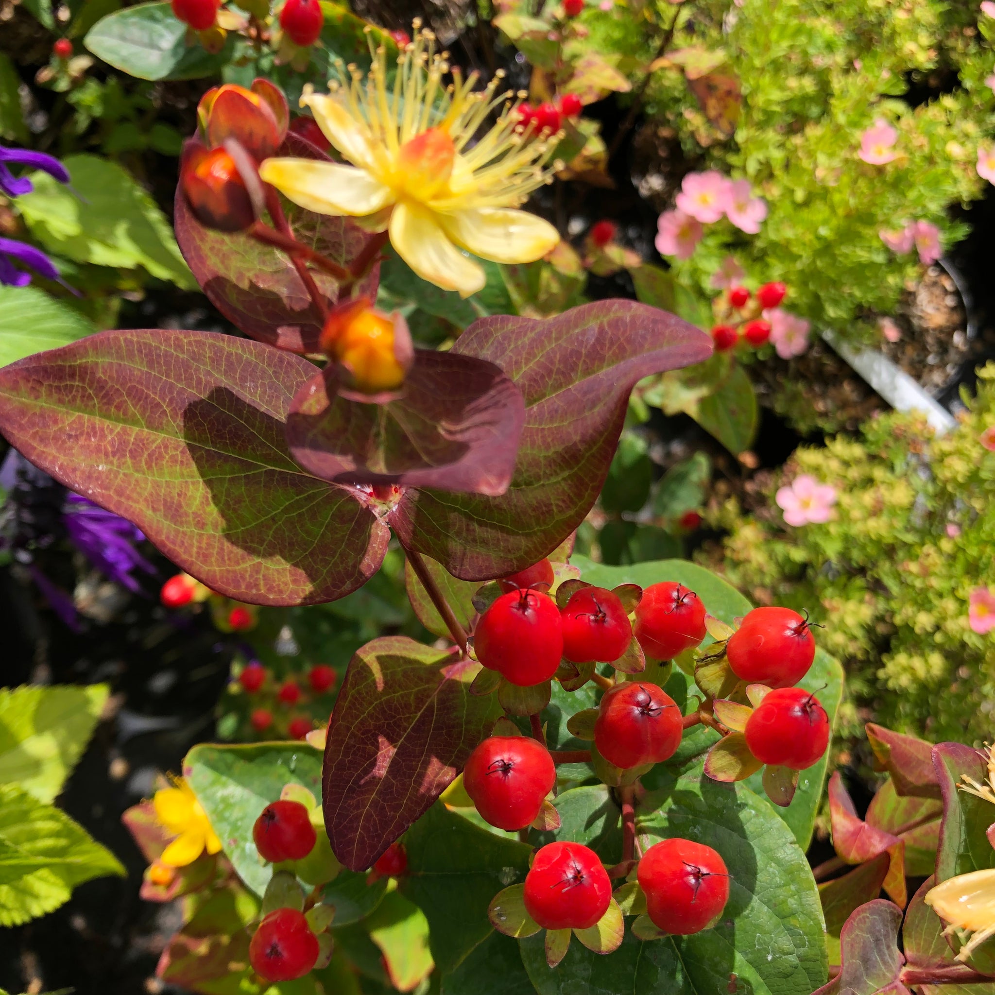 Hypericum Magical Red Flame – Arbuste décoratif et mellifère