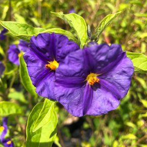 Solanum Rantonetti - Gentiane en Arbre