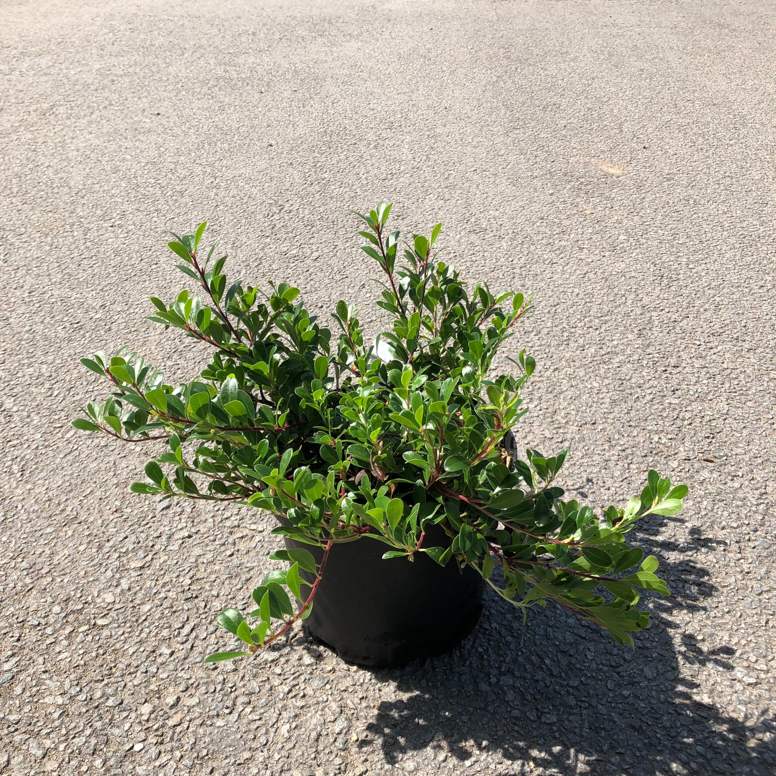 Arctostaphylos Vancouver Jade - Volume 3L / 20-30cm