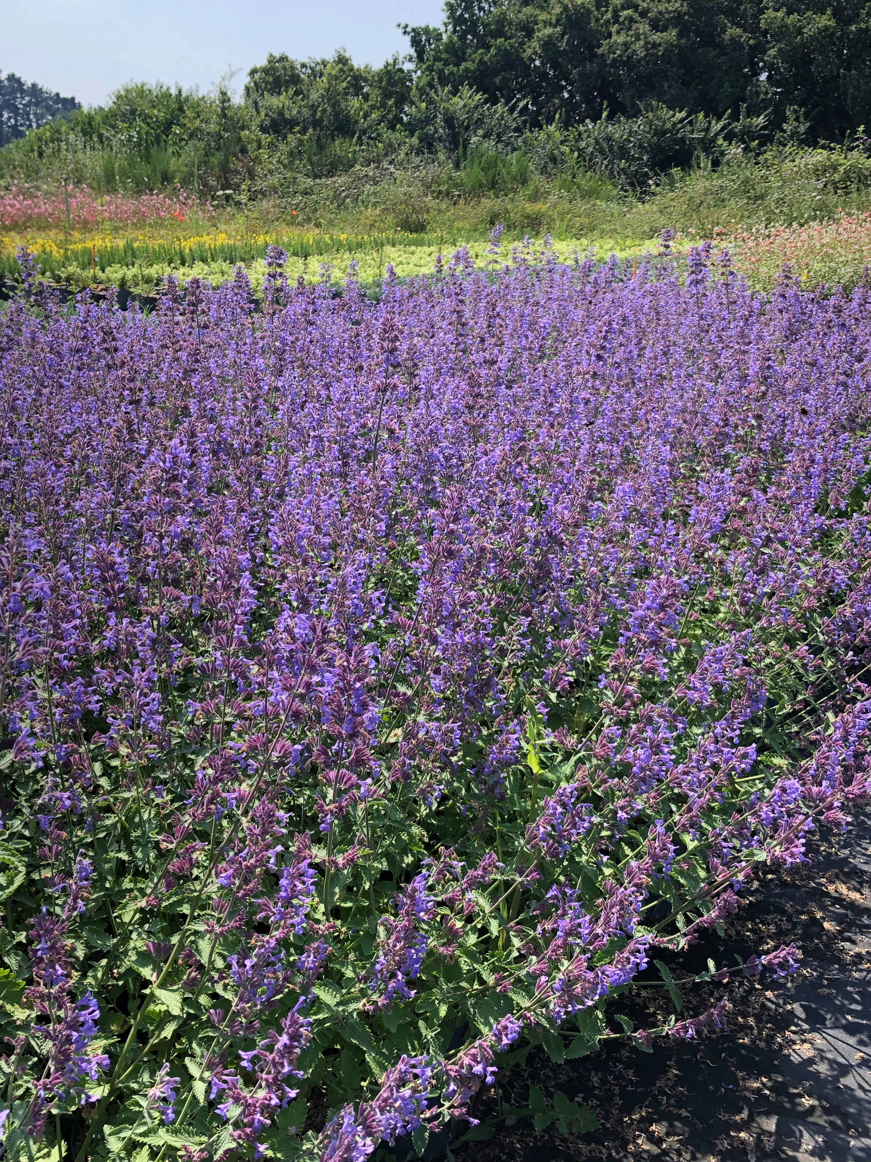 Nepeta faassenii walker's low