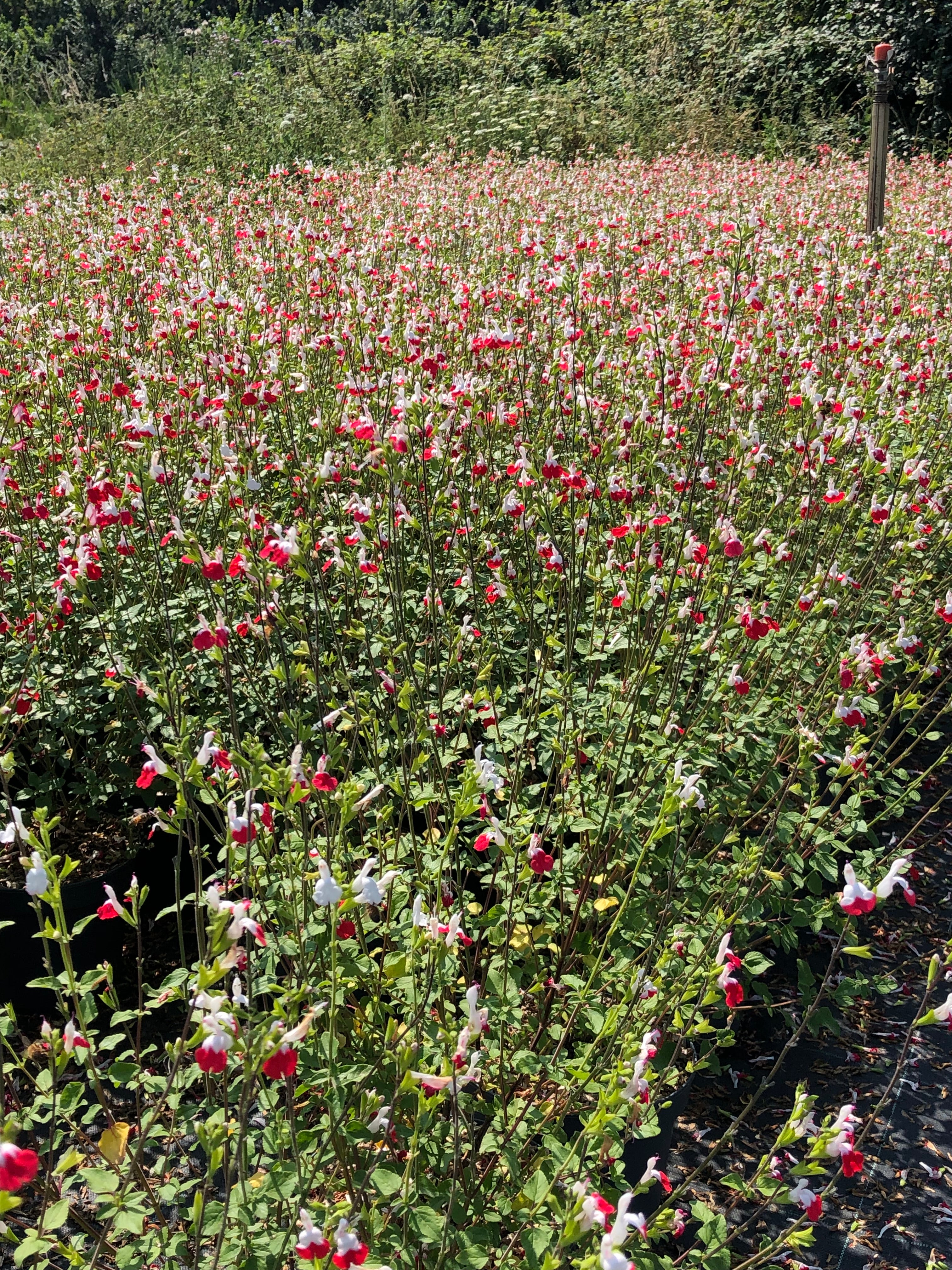 Salvia microphylla "hot lips"