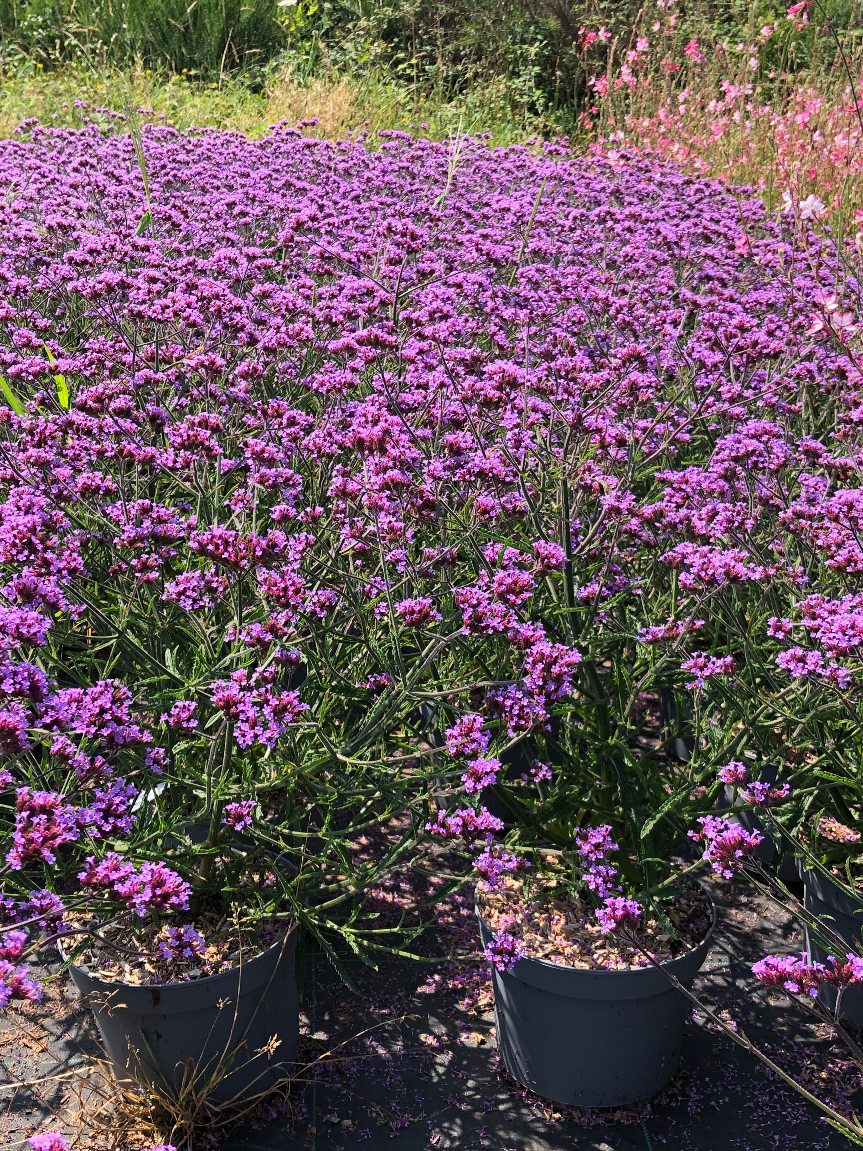 Verbena bonariensis lollipop