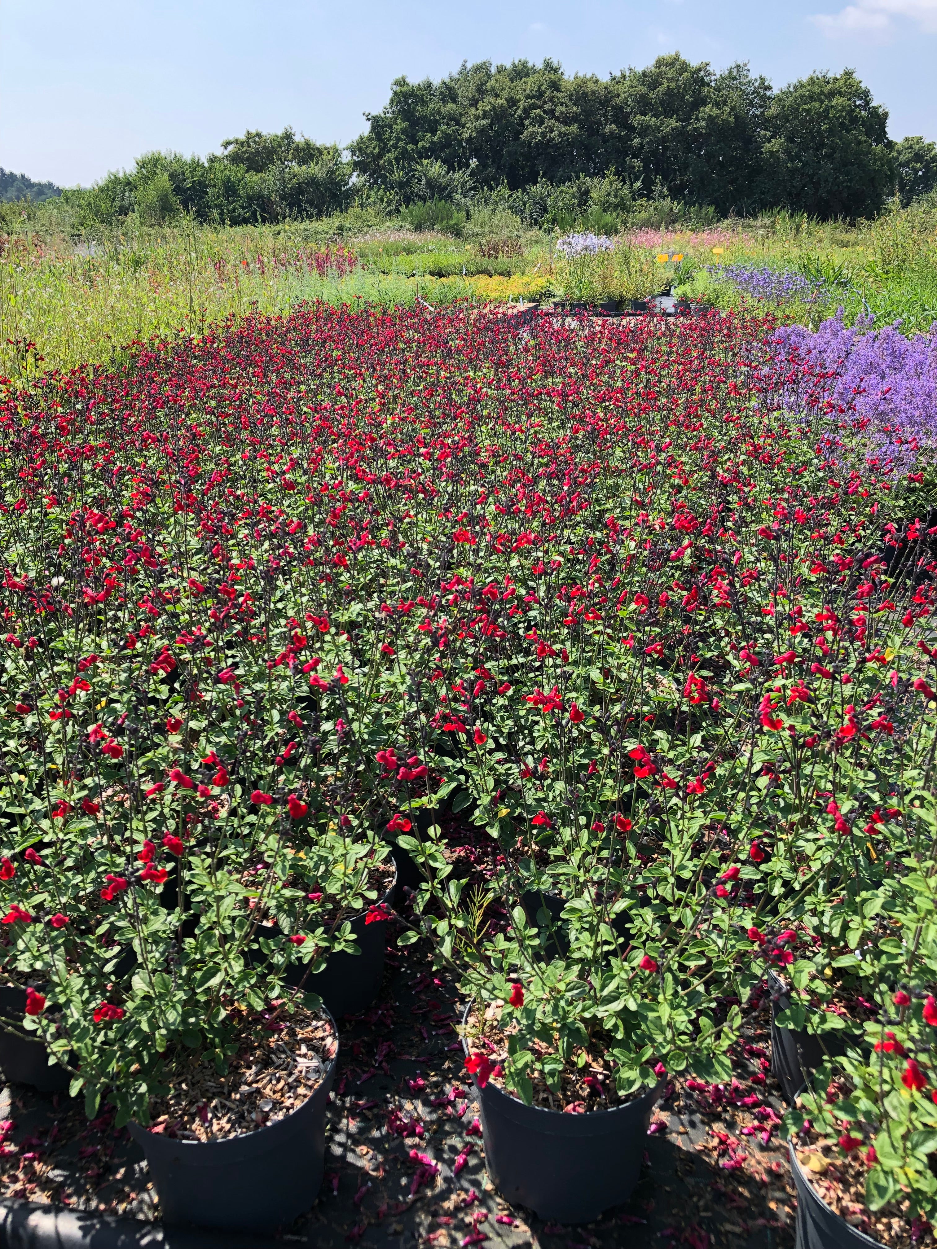 Salvia Microphylla Royal Bumble