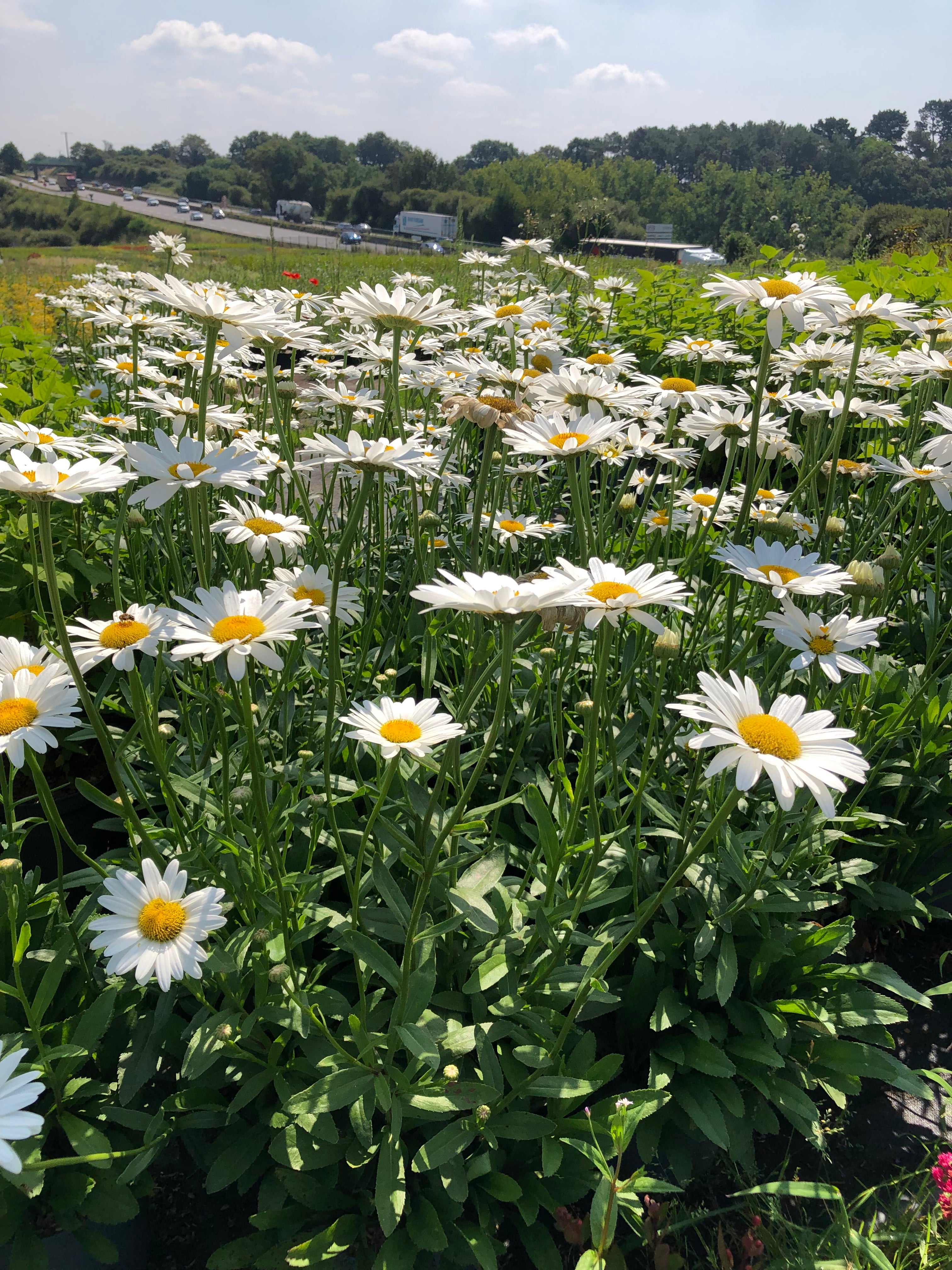 Leucamthemum x superbum becky - Volume 3L / 20-40cm